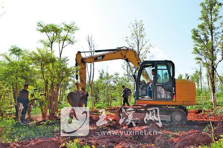在抚仙湖一级保护区内对退出地块进行生态景观恢复  记者 李丹 摄