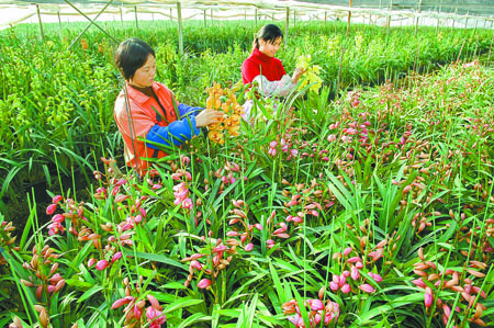 江川围绕亚洲花卉科创谷建设加快发展花卉产业。