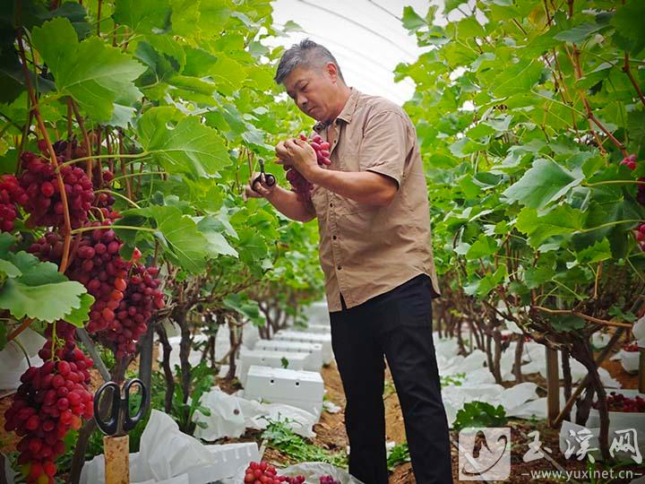 通海县石碧村葡萄丰收.jpg 通海县石碧村葡萄丰收.jpg