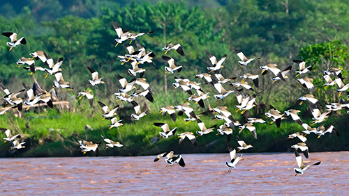千只灰头麦鸡戛洒江畔舞翩跹.jpg 千只灰头麦鸡戛洒江畔舞翩跹.jpg