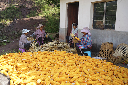 玉溪秋粮收购与安全储粮工作有序推进.jpg 玉溪秋粮收购与安全储粮工作有序推进.jpg