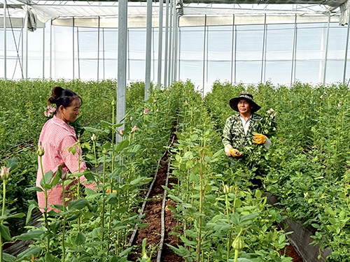 浦贝乡发展花卉产业助农增收.jpg 浦贝乡发展花卉产业助农增收.jpg