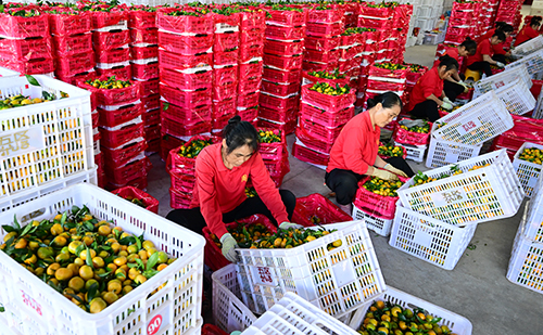 华宁柑橘畅销国外市场.jpg 华宁柑橘畅销国外市场.jpg