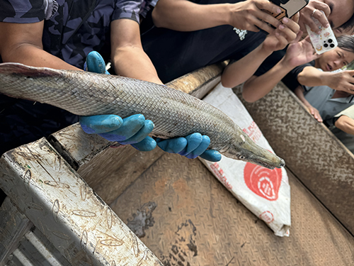 聂耳公园“怪鱼”落网1.jpg 聂耳公园“怪鱼”落网1.jpg