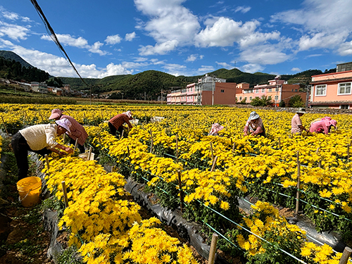 易门县小街乡特色产业拓宽致富路.jpg 易门县小街乡特色产业拓宽致富路.jpg